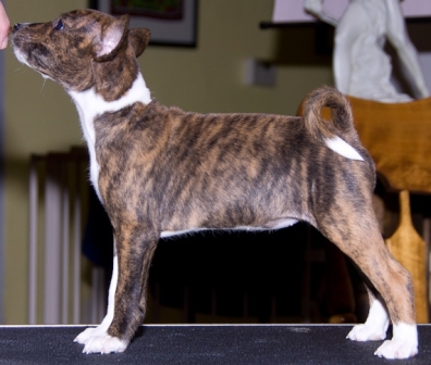 Baraka Spring Over The Ground (Spring)